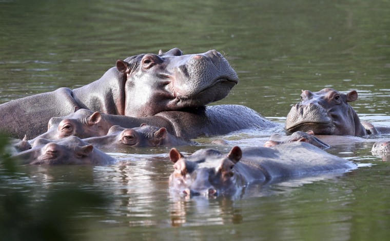 Hippos float in the lake at Hacienda Napoles Park, once the private estate of drug kingpin Pablo Escobar, in Puerto Triunfo, Colombia, on Feb. 4, 2021.