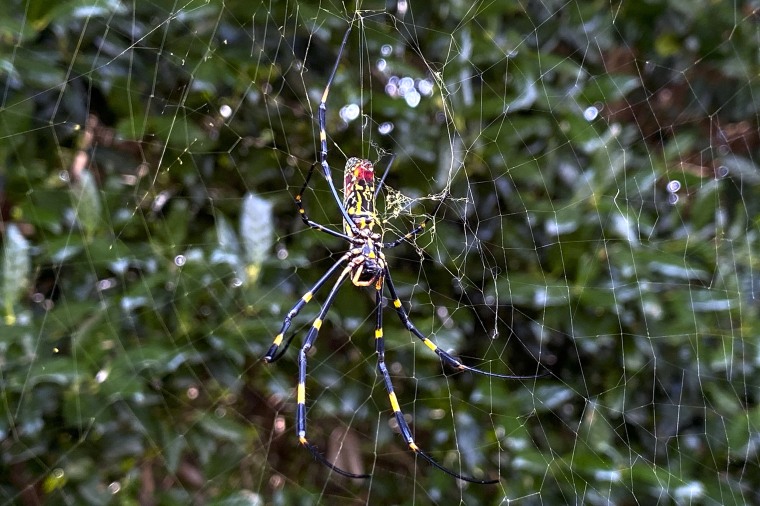 Image: Joro spider