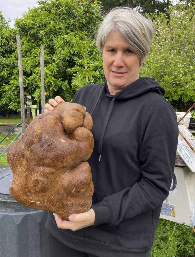 Donna Craig-Brown holds a large potato dug from her garden at her home near Hamilton, New Zealand Wednesday, Nov. 3, 2021. A New Zealand couple dug up a potato the size of a small dog in their backyard and have applied for recognition from Guinness World Records.