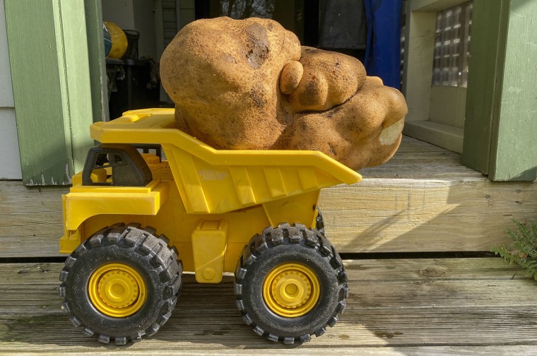A large potato sits on a toy truck at Donna and Colin Craig-Browns home near Hamilton, New Zealand, Monday, Aug. 30, 2021.
