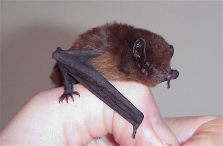 A long-tailed bat.