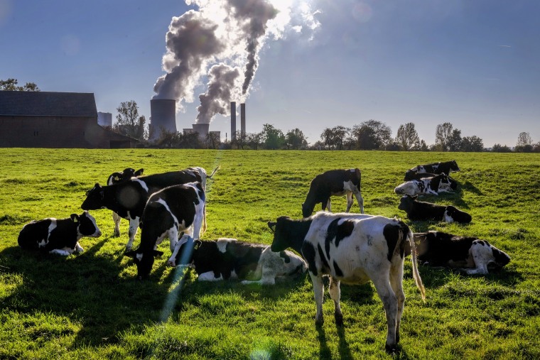 Image: Cows in field near coal-fired power plant