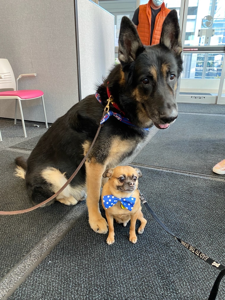 Facility dogs at John R. Oishei Children's Hospital in Buffalo N.Y.