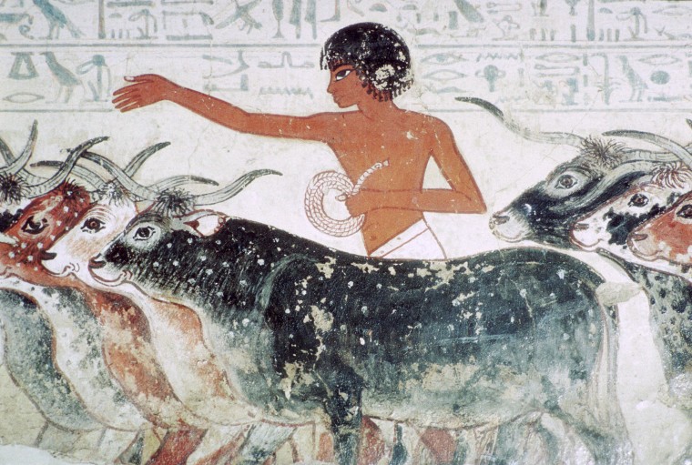 Image:A herdsman stands with cattle brought for inspection as seen on a fragment of wall painting from the tomb of Nebamun, in Thebes, Egypt, c.1350 BC.