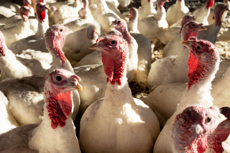 Turkeys on a farm in Orefield, Pa., on Nov. 10, 2021.