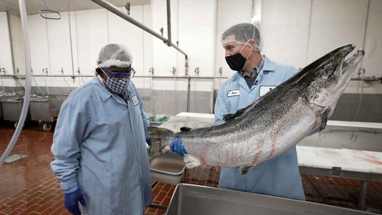 Filleting a large 26-pound Atlantic salmon is the beginning of a several day process to cure and smoke it until it becomes lox.