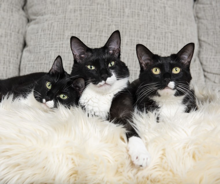 The "Tippy Tuxies": Rosie, Daisy and Calvin