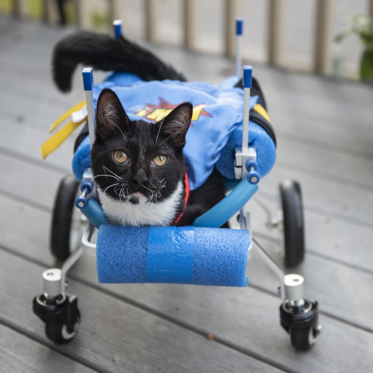 Snapple in his cart