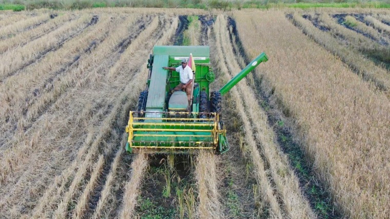 Chalmers harvesting rice known as Carolina Gold