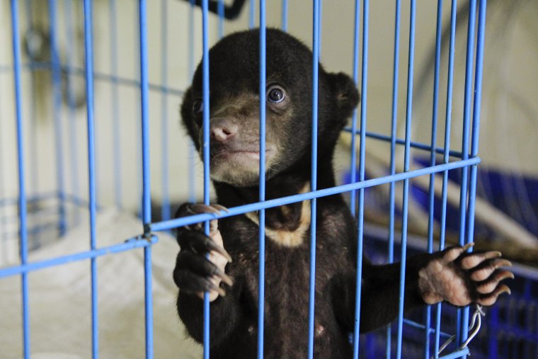 Baby Bear Rescued From Animal Traffickers In Indonesia
