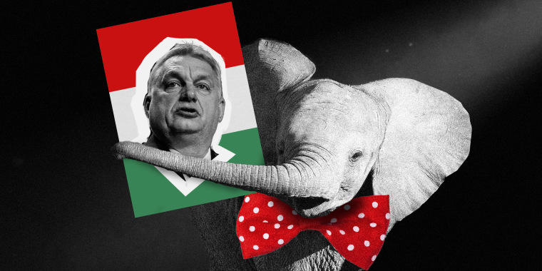 Photo illustration: A young elephant wearing a red bowtie holding a sign with an image of Viktor Orban.
