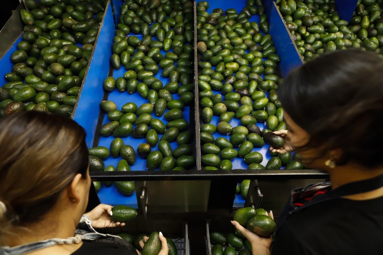 Workers selects avocados at a packing plant in Uruapan, Mexico