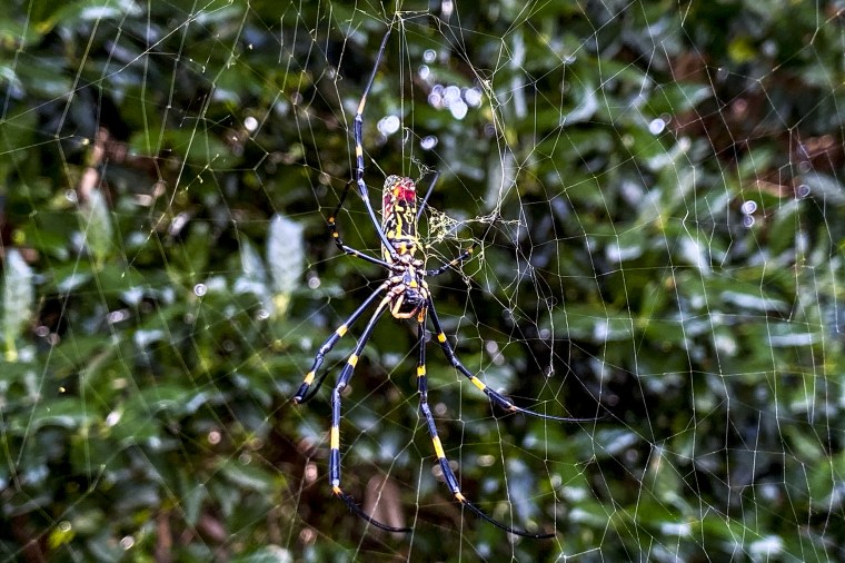 The Joro spider, a large spider native to East Asia, is seen in Johns Creek, Ga., on Oct. 24, 2021.