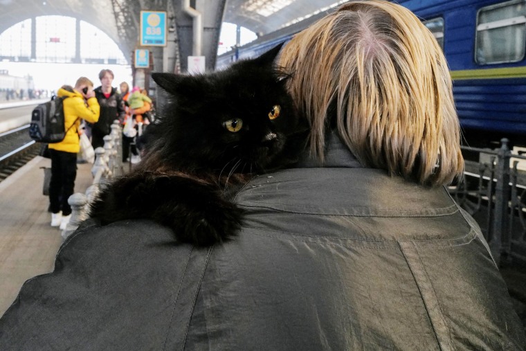 Antonina Pavlenko, 58, from Chernihiv, who fled Russia's invasion of Ukraine holds her cat at the train station in Lviv, Ukraine on Tuesday.