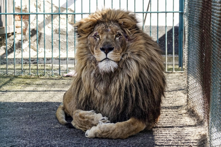 Simba sits inside a cell at a zoo in Radauti, Romania, on March 23, 2022.