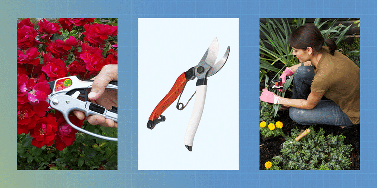 Pruning shears are best used to cut away dead leaves and stems, help harvest fresh fruits and veggies, and prevent pests and diseases due to uneven cuts. 
