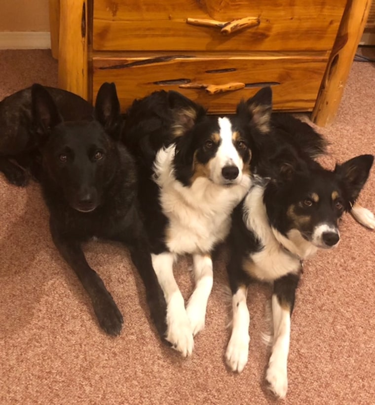 Dr. Lark's dogs, Felony, Storm and Zero. 