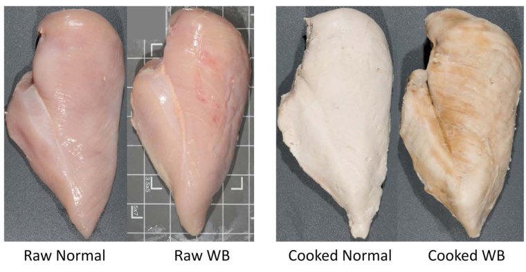 Raw and cooked chicken breast meat with the severe woody breast condition as seen in a study from the U.S. National Poultry Research Center.