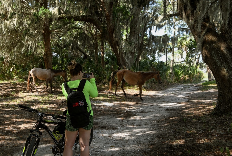 A tourist takes photos of feral horses on the grounds of the Dungeness Mansion on the southern end of Cumberland Island, Ga., on July 8.
