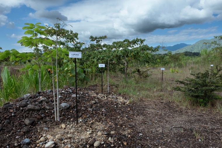 A reforestation area