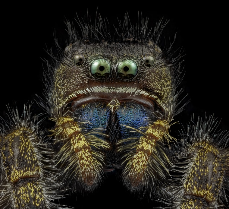 Bold jumping spider (Phidippus audax)