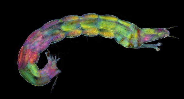 Midge larva collected from a freshwater pond