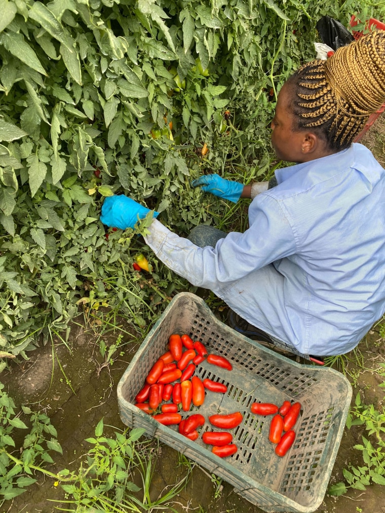 DOP San Marzano tomatoes are picked by hand at their peak.