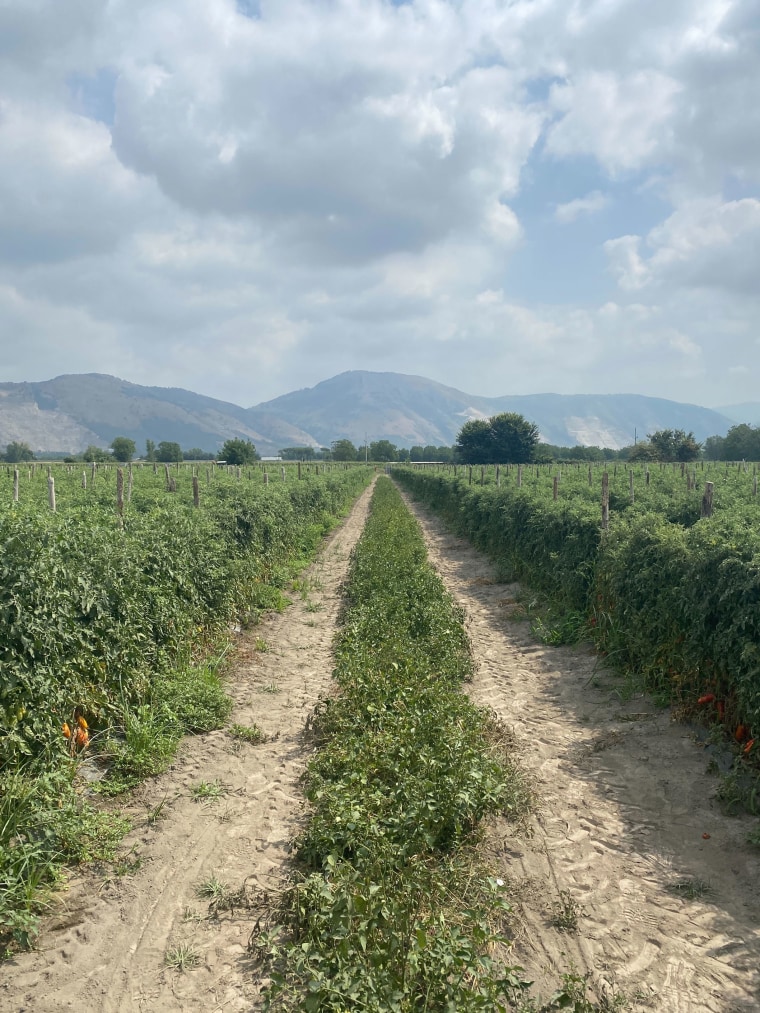 DOP San Marzano tomatoes are grown at the base of Mount Vesuvius.