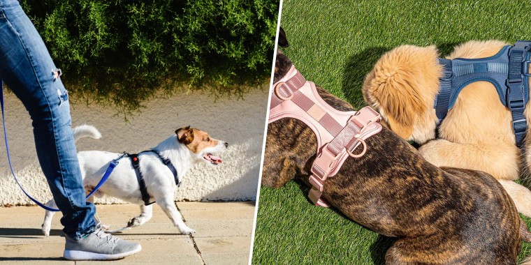 A collar-leash system may exert pressure that can ultimately harm your pet. Harnesses are a popular alternative that can be safer, more comfortable and sometimes used as a training device.