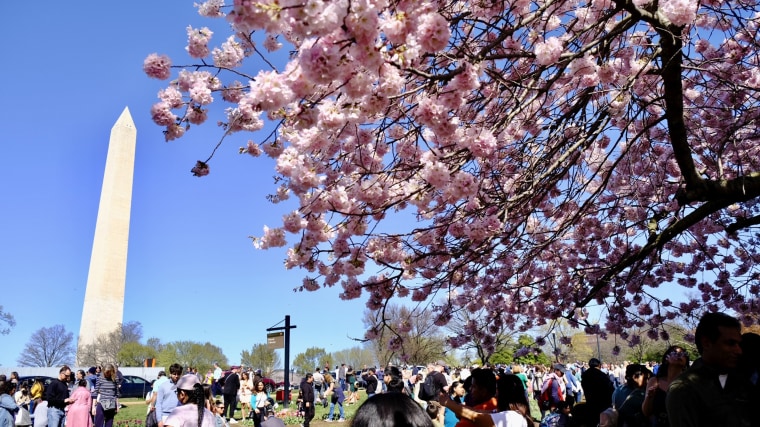 Cherry blossoms in bloom around the Tidal Basin during 'National Cherry Blossom Festival ' at National Mall on March 26, 2023 in Washington, DC, United States.