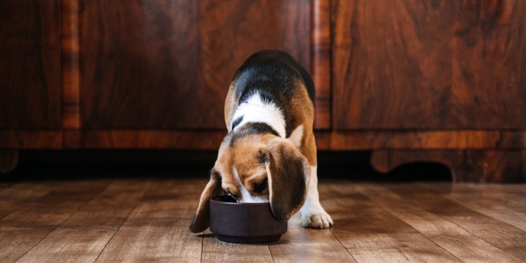 Beagle Feeding. Beagle Puppy Eating Dog Dry Food From A Bowl At Home. Beagle Eat, Adult
