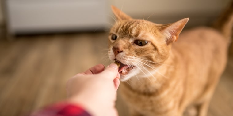 Ginger cat eating a treat from a hand
