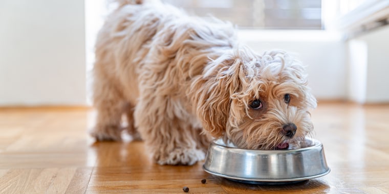 Little cute maltipoo puppy