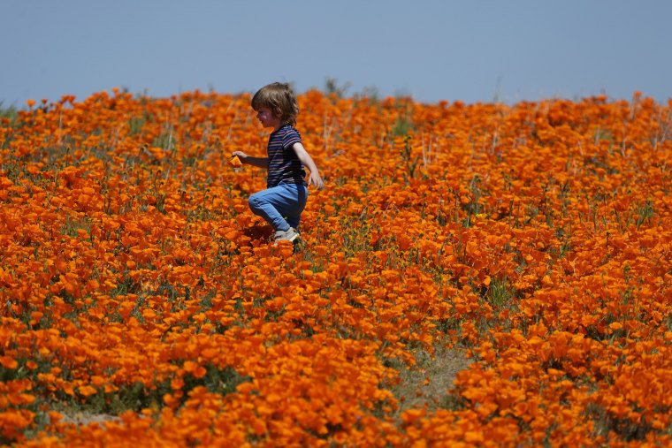 A young child strolls among the poppies near the Antelope Valley Poppy Reserve in Lancaster, California in the midst of the state's spectacular superbloom. Years of drought conditions have prevented the annual explosion of color across California but wi