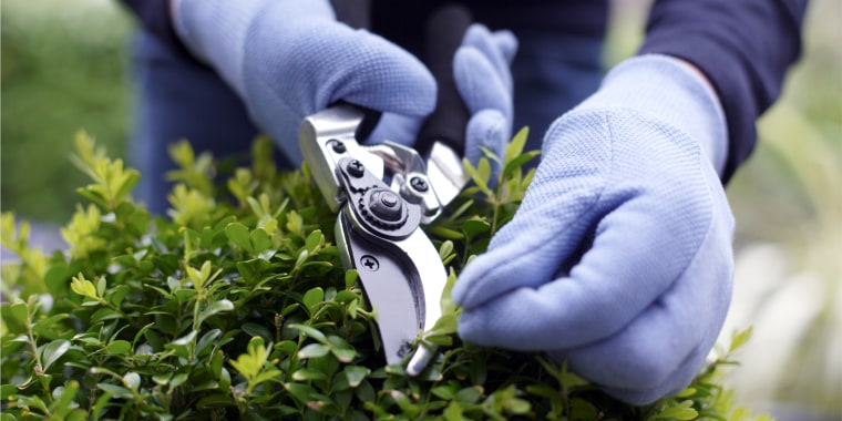 Pruning shears can prevent pests and diseases due to uneven cuts and may even make your plants look better.