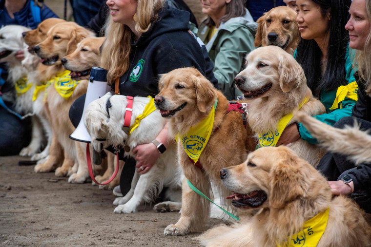 A group of golden retrievers gathered at the Boston Marathon finish line in honor of two unofficial mascots of the race named Spencer and Penny who famously cheered the runners along the route over the years and passed away in February. Organizers said th