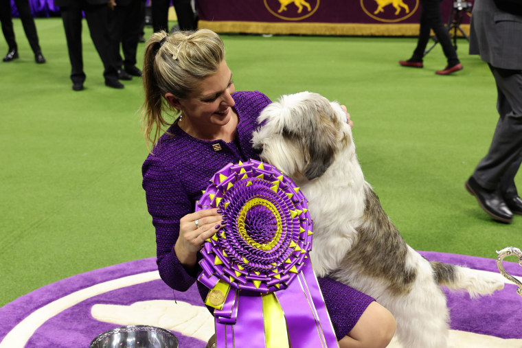 The winner of Best in Show at the 147th Westminster Kennel Club dog show, a Petit Basset Griffon Vend?en named Buddy Holly. The PBGV is the first of his rare breed ever to win at Westminster, besting a field of more than 2,500 dogs. on May 09, 2023 in Ne