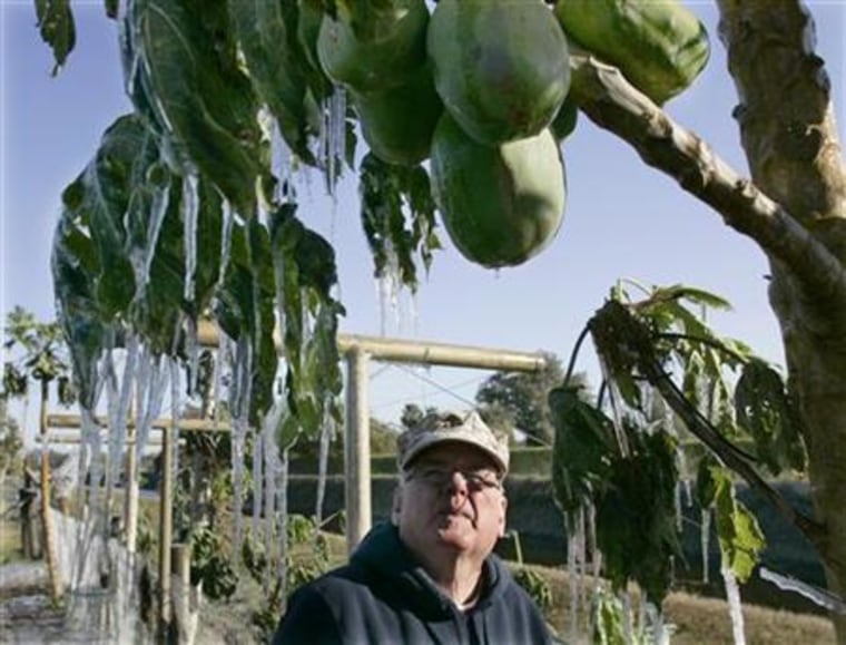 Ice hangs from a papaya tree after homeowner Bob Parker (below) turned on irrigation in hopes of saving the fruit in Loxahatchee