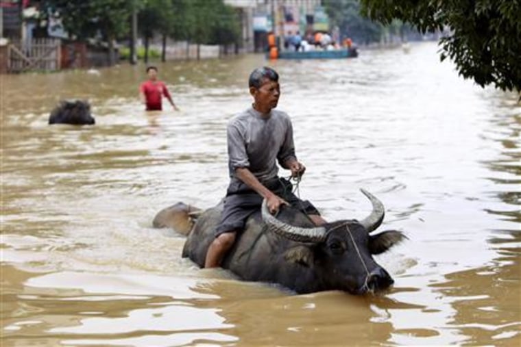 A local flood victim rides on his ox along a flooded street in Fuzhou