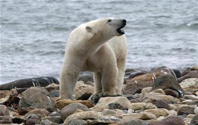 A polar bear walks along the shore of Hudson Bay near Churchill