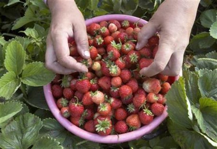 A woman gathers strawberries in Dvorets