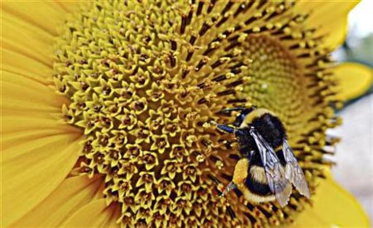 A bumblebee gathers pollen from a sunflower in Sumartin on Croatia's Adriatic Island of Brac