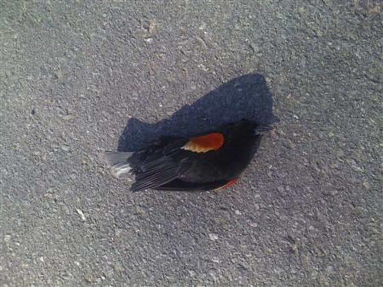One of thousands of blackbirds that fell out of the sky on New Year's Eve lies on the ground in Beebe, Arkansas