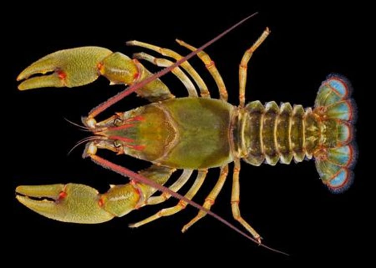 The \"bearded\" setae on the antennae, bright red highlights and aquamarine tail fins add to the distinctiveness of the new species of crayfish, Barbicambarus simmonsi.