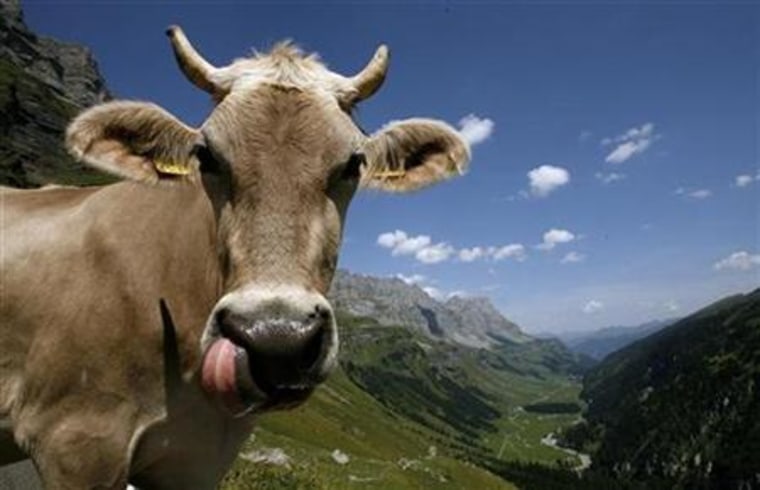 A cow stands on the Klausenpass mountain pass road in the Swiss Alps
