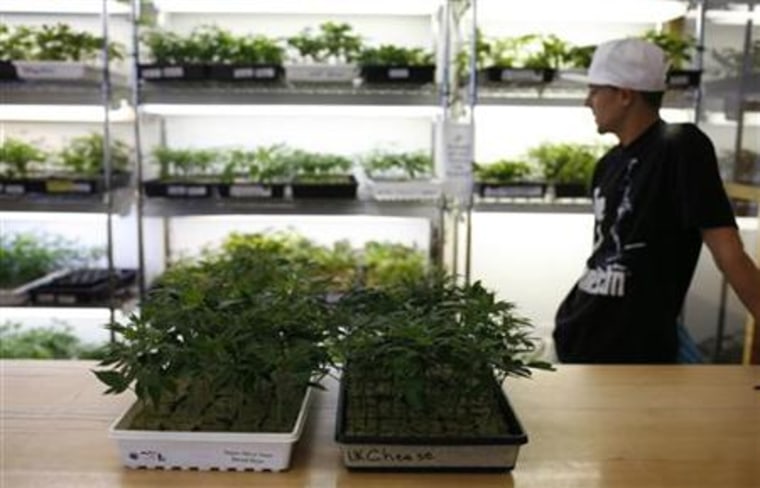 Small marijuana plants, available for sale, are shown in a medical marijuana dispensary in Oakland