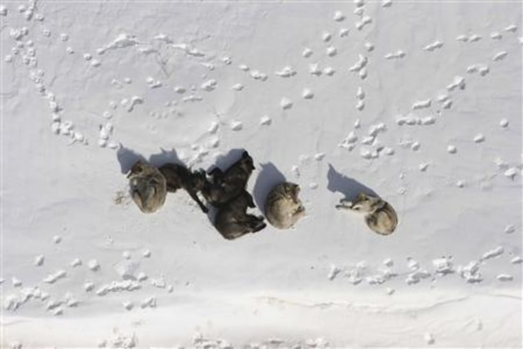 A wolf pack is pictured bedded down in the snow in Yellowstone National Park in undated handout photograph