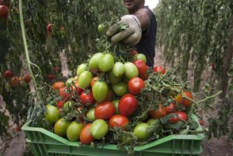 A worker puts discarded tomatoes in a box after they were impossible to sell at a greenhouse in La Mojonera