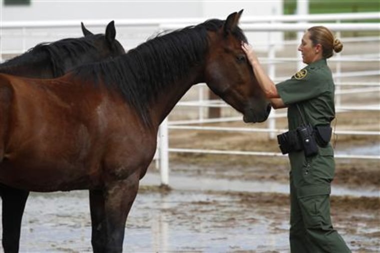 Supervisory U.S. Border Patrol Agent Bobbi Schad pets one of the six new mustang horses at the horse patrol training facility in Willcox