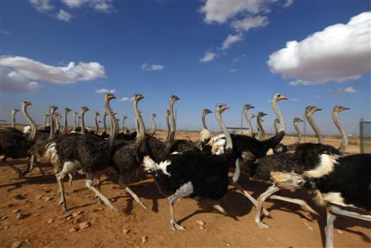Ostriches from deposed Libyan leader Muammar Gaddafi's private menagerie are seen at Wadi Bai